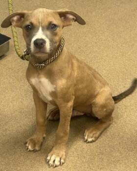 Fagin - ADOPTED -  Mixed Breed Dog for Adoption in Chamblee, Georgia - Fagin - ADOPTED | PetCurious