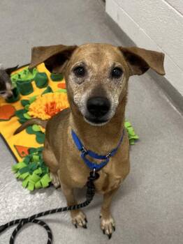 Mixed Breed Dogs Available for Adoption - Max | PetCurious
