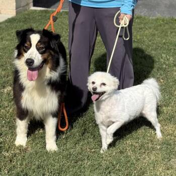 Amy -  American Eskimo Dog Dog for Adoption in Falls Church, Virginia - Amy | PetCurious