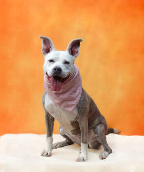 Rescue Pit Bull Terrier Dogs for Adoption in Islip Terrace, New York - Dixie | PetCurious