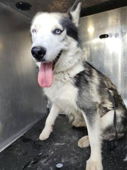 Husky Dogs Available for Adoption - JENNY | PetCurious
