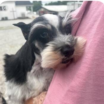 Angus -  Schnauzer Dog for Adoption in Normal, Illinois - Angus | PetCurious