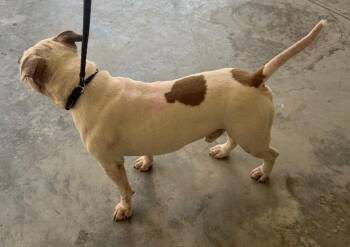 Pit Bull Terrier Dogs Available for Adoption in Tarboro, North Carolina - 26-173 Lewis | PetCurious