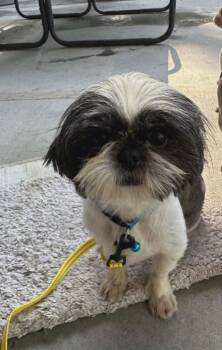 Ada -  Shih Tzu Dog for Adoption in Boise, Idaho - Ada | PetCurious