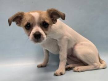 Miller -  Parson Russell Terrier and Chihuahua Dog for Adoption in Golden Valley, Minnesota - Miller | PetCurious