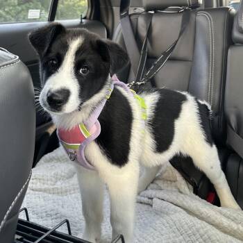 Pepe -  Mixed Breed Dog for Adoption in Chapel Hill, North Carolina - Pepe | PetCurious