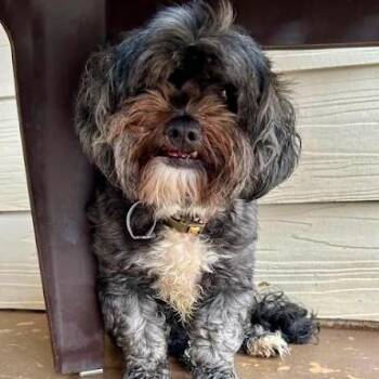 Lady -  Shih Tzu Dog Available for Adoption in Bethel, Connecticut - Lady | PetCurious