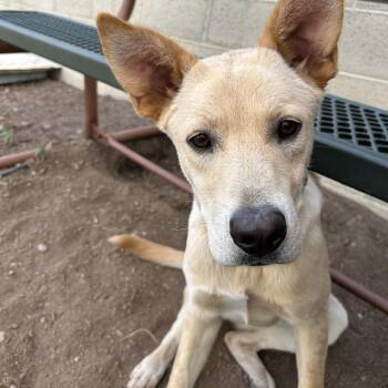 Nala -  Mixed Breed and Husky Dog for Adoption in Flagstaff, Arizona - Nala | PetCurious