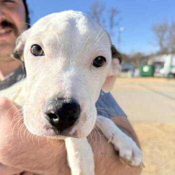Pit Bull Terrier and Boxer Dogs Available for Adoption - Runner