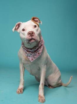 Mixed Breed Dogs Available for Adoption - Lola | PetCurious