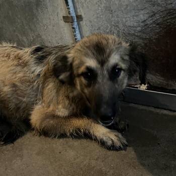 Ashanti -  Shepherd and Mixed Breed Dog Available for Adoption in Edinburg, Texas - Ashanti | PetCurious