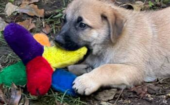 Brownie (M) -  Labrador Retriever Dog for Adoption in Sun Prairie, Wisconsin - Brownie (M) | PetCurious