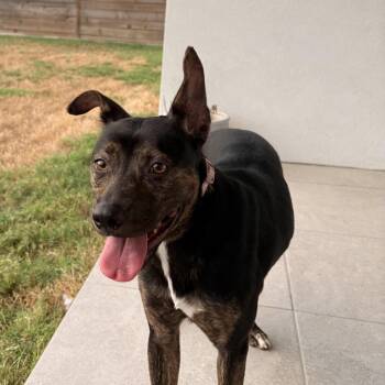 Linda -  Shepherd and Mountain Cur Dog for Adoption in Harlingen, Texas - Linda | PetCurious