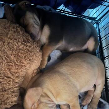 Terrier and Chihuahua Dogs Available for Adoption in Allen, Texas - Canyon C508 | PetCurious