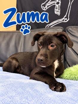 Zuma -  Labrador Retriever Dog for Adoption in Rock Hill, New York - Zuma | PetCurious