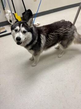 Bluebonnet -  Husky and Mixed Breed Dog Available for Adoption in Irving, Texas - Bluebonnet | PetCurious