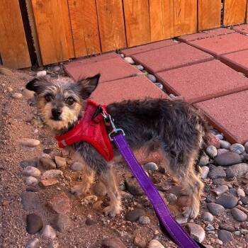 Chito -  Yorkshire Terrier and Terrier Dog for Adoption in Estes Park, Colorado - Chito | PetCurious