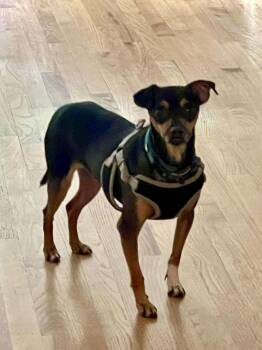 Rescue Chihuahua Dogs for Adoption in Athens, Georgia - Higgins | PetCurious