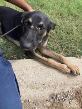 WAYLON -  Mixed Breed Dog for Adoption in Dallas, Texas - WAYLON | PetCurious