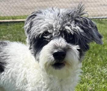 Poodle and Shih Tzu Dogs Available for Adoption in Euclid, Ohio - Coco | PetCurious