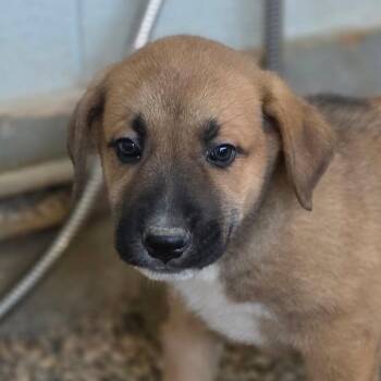 Archie JuM -  German Shepherd Dog and Mixed Breed Dog for Adoption in Austin, Texas - Archie JuM | PetCurious