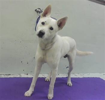 Siberian Husky and German Shepherd Dog Dogs Available for Adoption - GARLIC | PetCurious