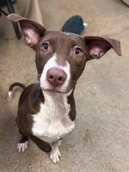 Rescue Pit Bull Terrier Dogs for Adoption in Cleveland, Ohio - Zeebo | PetCurious