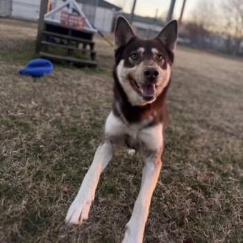 Husky Dogs Available for Adoption - Sadie Sink | PetCurious
