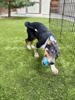 Cattle Dog and Labrador Retriever Dogs Available for Adoption in Fort Lupton, Colorado - Otis | PetCurious