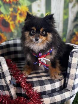 Paella -  Pomeranian Dog for Adoption in Garland, Texas - Paella | PetCurious