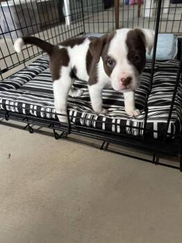 Buffy -  Husky Dog for Adoption - Buffy | PetCurious
