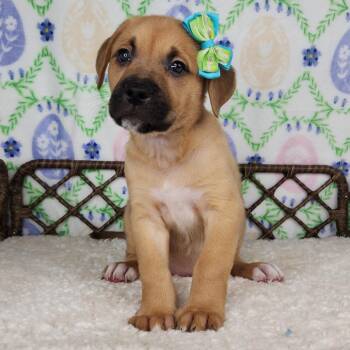 Great Dane and German Shepherd Dog Dogs Available for Adoption in Fort Wayne, Indiana - Princess Concrete | PetCurious