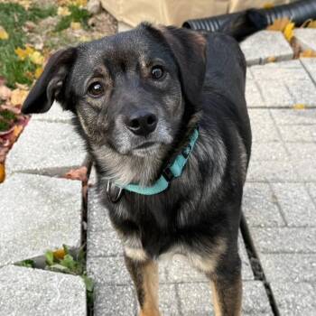 Rescue Australian Shepherd and Mixed Breed Dogs for Adoption in Milwaukee, Wisconsin - Oakley $450 | PetCurious