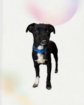 Ryder -  Pug and Terrier Dog for Adoption in Seal Beach, California - Ryder | PetCurious