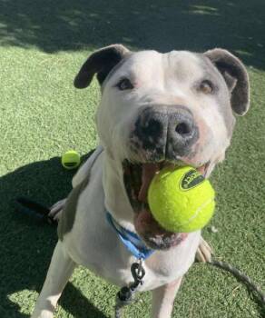 Georgie Smiles Best Smile Around Town -  Pit Bull Terrier and American Staffordshire Terrier Dog for Adoption in Friendswood, Texas - Georgie Smiles Best Smile Around Town | PetCurious
