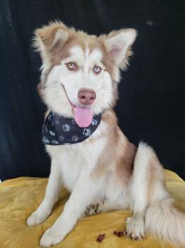 Husky and Great Pyrenees Dogs Available for Adoption in Leesburg, Alabama - Whiskey | PetCurious