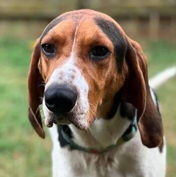Hunter (AL) -  Treeing Walker Coonhound Dog for Adoption - Hunter (AL) | PetCurious
