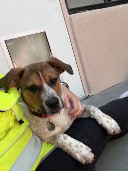 Mixed Breed Dogs Available for Adoption in Green Valley, Arizona - Manny | PetCurious