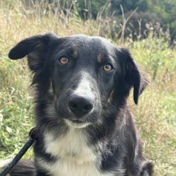 Skye -  Border Collie Dog for Adoption in Hamilton, Ontario - Skye | PetCurious