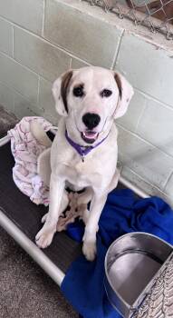 Labrador Retriever Dogs Available for Adoption - Wes | PetCurious