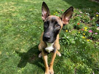Cotton Eye -  Belgian Shepherd Malinois and Mixed Breed Dog for Adoption in Sebastian, Florida - Cotton Eye | PetCurious