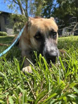 Rescue Labrador Retriever Dogs for Adoption in Pearland, Texas - Poppy | PetCurious