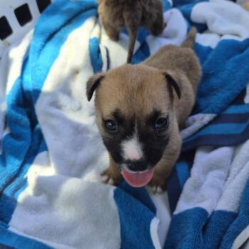 Rue -  Mixed Breed Dog for Adoption in Austin, Texas - Rue | PetCurious