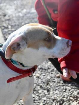 American Bulldog and Pit Bull Terrier Dogs Available for Adoption - Maisey | PetCurious