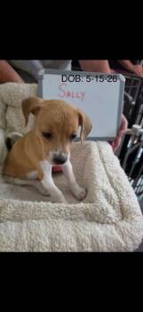 Sally -  Beagle and Schnauzer Dog for Adoption in Indianapolis, Indiana - Sally | PetCurious