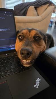 Rottweiler Dogs Available for Adoption in Newport, Kentucky - Churro | PetCurious