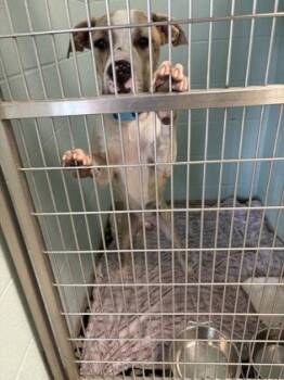 Trax -  Pit Bull Terrier and Mixed Breed Dog for Adoption in Fishers, Indiana - Trax | PetCurious