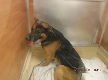 CODEY -  German Shepherd Dog and Mixed Breed Dog for Adoption in Doral, Florida - CODEY | PetCurious