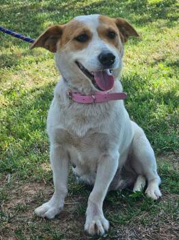 LADY LUCY -  Corgi and Beagle Dog Available for Adoption in Franklin, Tennessee - LADY LUCY | PetCurious