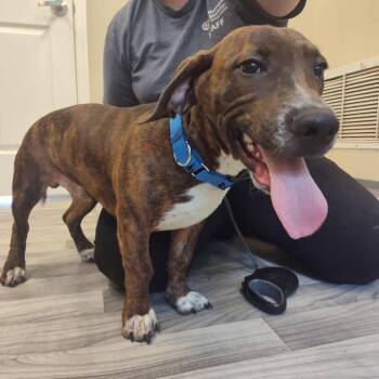 Uncle Willie -  Basset Hound and Pit Bull Terrier Dog for Adoption in Lake Panasoffkee, Florida - Uncle Willie | PetCurious